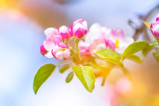 Apple blossom on an apple tree in a domestic garden with sun shining behind. Focus is on the foreground with the background out of focus.