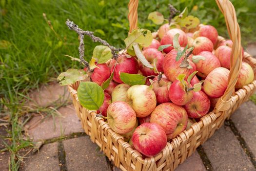 Organic apples in basket in summer grass. Fresh apples in nature