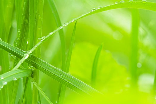 Abstract natural backgrounds with beauty bokeh