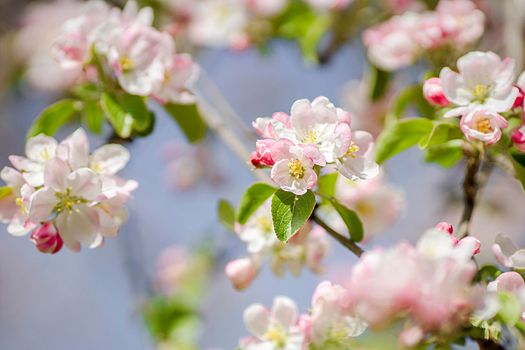 Apple blossom on an apple tree in a domestic garden with sun shining behind. Focus is on the foreground with the background out of focus.