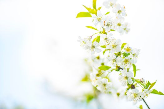 Cherry blossom in spring for background or copy space for text