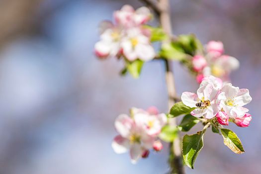 Apple blossom on an apple tree in a domestic garden with sun shining behind. Focus is on the foreground with the background out of focus.