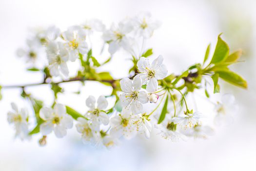 Cherry blossom in spring for background or copy space for text