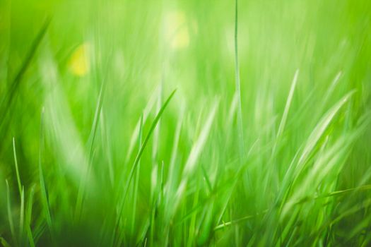 Abstract natural backgrounds with beauty bokeh