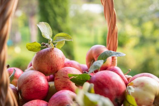 Organic apples in basket in summer grass. Fresh apples in nature