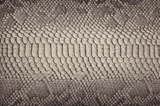 Snake skin background. Close up.