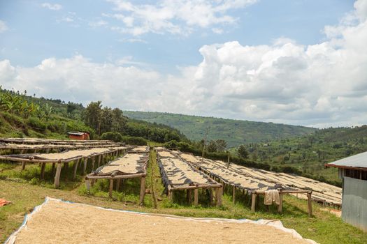 Wooden tables for drying coffee beans in a row on a hillside in a farm