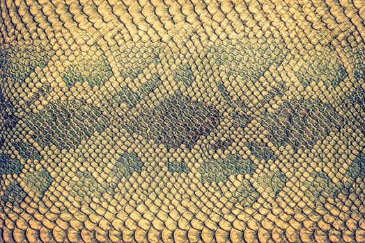 Snake skin background. Close up