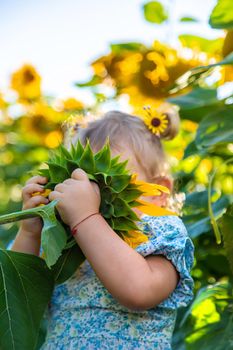 A child in a field of sunflowers. Ukraine. Selective focus. Nature.