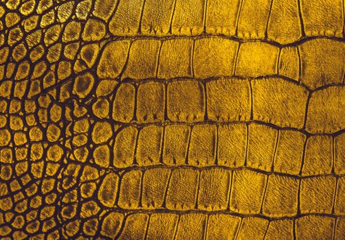 Snake skin background. Close up