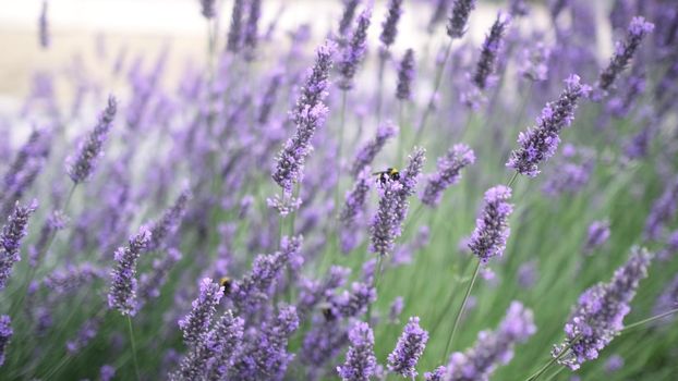 Flying bumble-bee gathering pollen from lavender blossoms. Close up Slow Motion. Beautiful Blooming Lavender Flowers swaying in wind. Provence, South France, Europe. Calm Cinematic Nature Background.