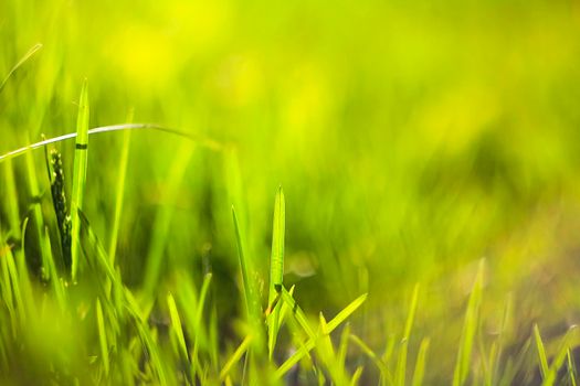 Abstract natural backgrounds with beauty bokeh