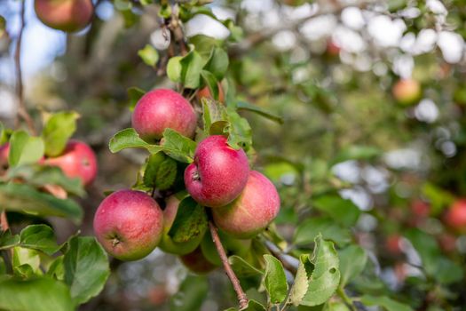 Autumn day. Rural garden. In the frame ripe red apples on a tree. It's raining Photographed in Ukraine,