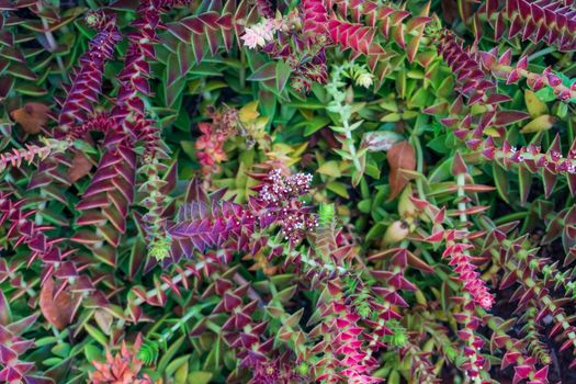 Multi-colored shoots of the succulent Crassula Capitella natural background