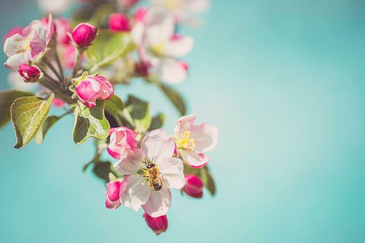 Apple blossom on an apple tree in a domestic garden with sun shining behind. Focus is on the foreground with the background out of focus.