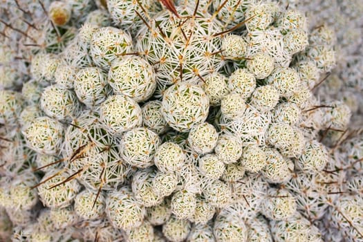 White - green Mammillaria cactus balls background close up