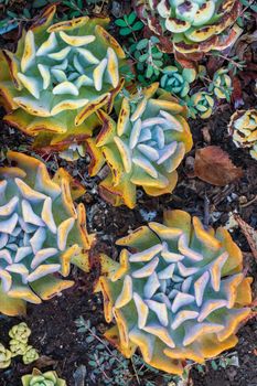 Yellow - blue rosettes of succulents in the garden top view