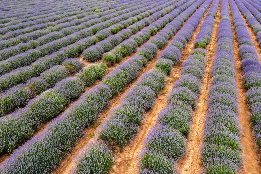 ?he exciting landscape of endless lavender rows. Aerial view from a drone