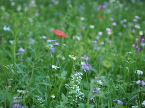 green meadow grass useful as a background