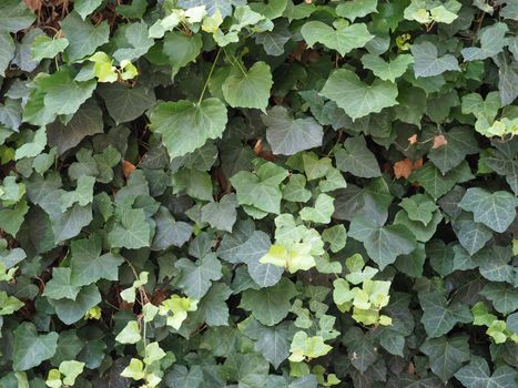 ivy scientific name Hedera plant useful as a background