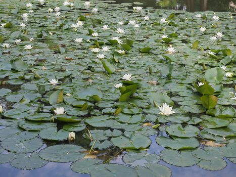 water lily plant scientific name Nymphaea in a pond of water