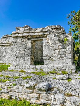 Ancient Tulum ruins Mayan site with temple ruins pyramids and artifacts in the tropical natural jungle forest palm and seascape panorama view in Tulum Mexico.