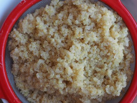 quinoa scientific name Chenopodium gluten free edible seeds cereals food