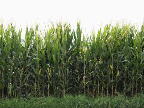 green maize corn plants field useful as a background