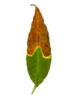 browning leaves caused by under watering, sunburn or overwatering