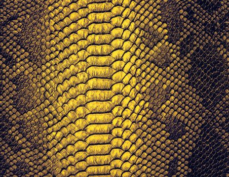 Snake skin background. Close up