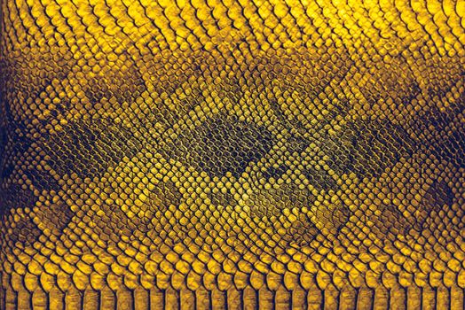 Snake skin background. Close up