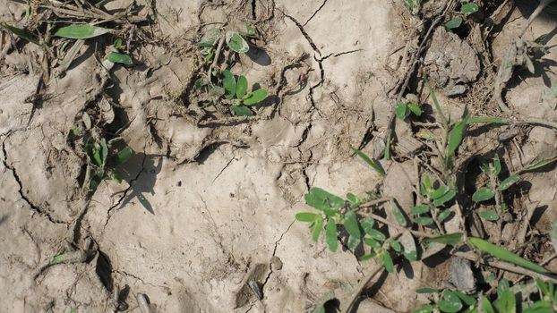 dry soil as a result of global warming and climate change