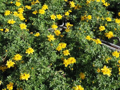 yellow flowers and greenery useful as a background