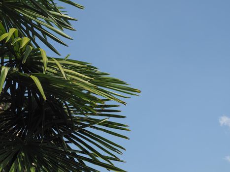 palm tree scientific classification Arecaceae over blue sky with copy space
