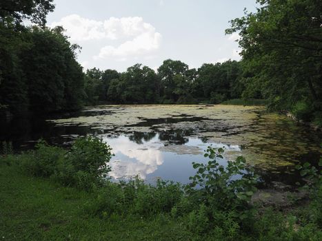 Mucilage and algae in a pond surrounded by greenery