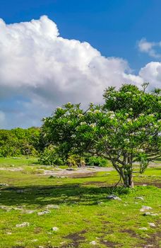 Ancient Tulum ruins Mayan site with temple ruins pyramids and artifacts in the tropical natural jungle forest palm and seascape panorama view in Tulum Mexico.