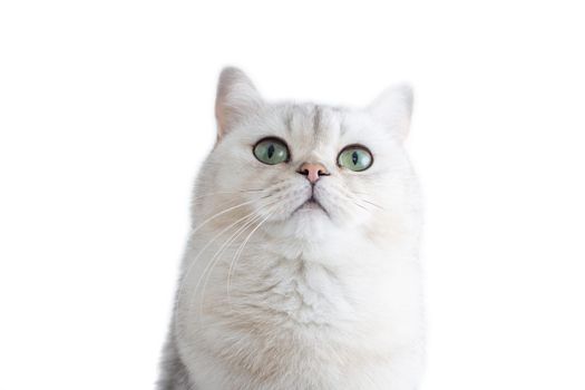 Portrait of a luxary white British cat with green eyes, on a white background, looks up. Copy space