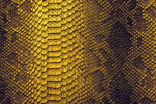 Snake skin background. Close up