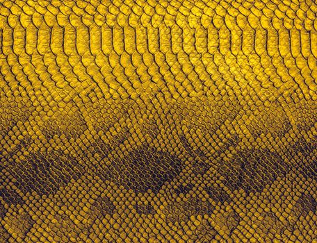 Snake skin background. Close up