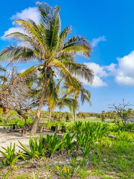 Ancient Tulum ruins Mayan site with temple ruins pyramids and artifacts in the tropical natural jungle forest palm and seascape panorama view in Tulum Mexico.