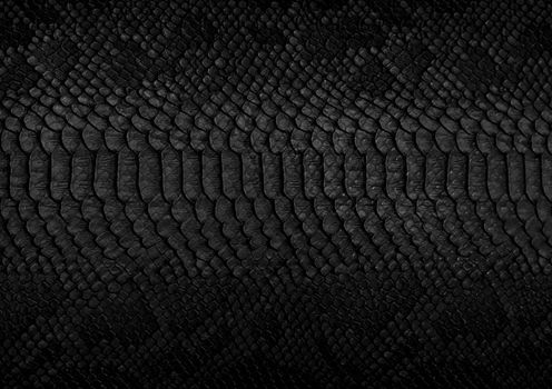 Snake skin background. Close up.