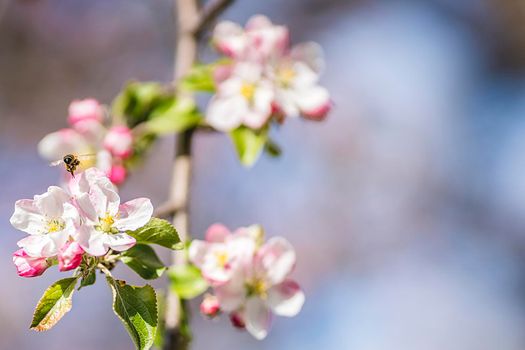 Apple blossom on an apple tree in a domestic garden with sun shining behind. Focus is on the foreground with the background out of focus.