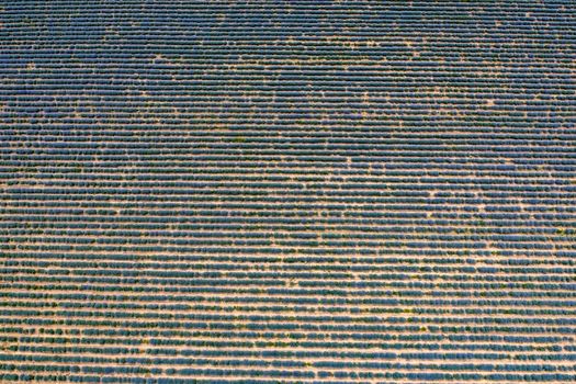 Aerial view from a drone at a lavender field. Agriculture background