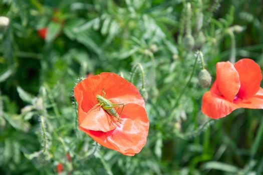 small green grasshopper sitting on scarlet blooming poppy natural flower background sunny summer day. High quality photo