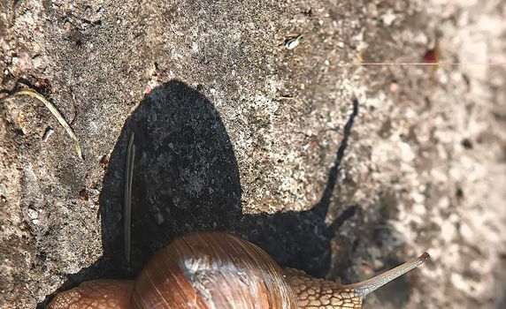 Grape snail crawls on the ground in the grass. The shadow of a snail on the sand.