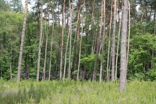 forest with tall pines, evergreen natural landscape, facade wall view of beautiful pine forest and bright colorful sun shining through, blue wide sky background. High quality photo