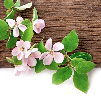 twig blossoming apple, quince on a wooden board