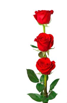 Bouquet of roses, isolated rose flower isolated on white background.