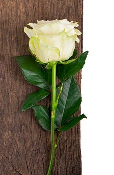 The Prayekrasny white rose covered with drops of Rossa on a brown background