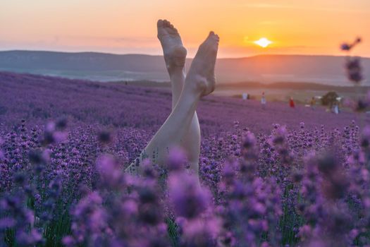 Selective focus. The legs of a girl stick out of the bushes, warm sunset light. Bushes of lavender purple in blossom, aromatic flowers at lavender fields of the French Provence near Valensole